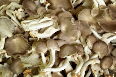 mantar yemek pişirmek için