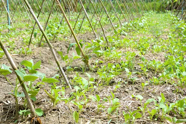 長い豆の家庭菜園 — ストック写真