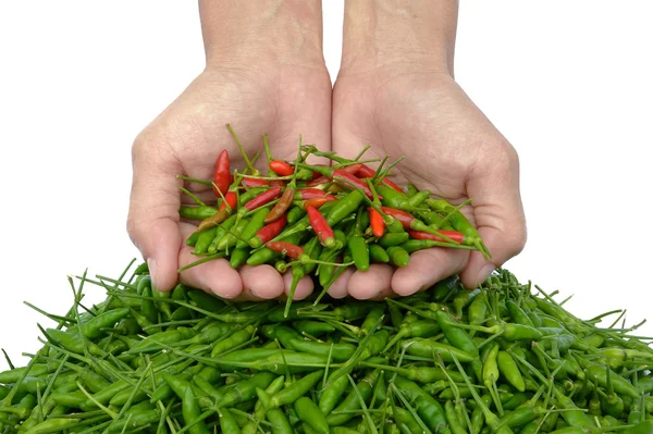 Grön paprika i hand — Stockfoto