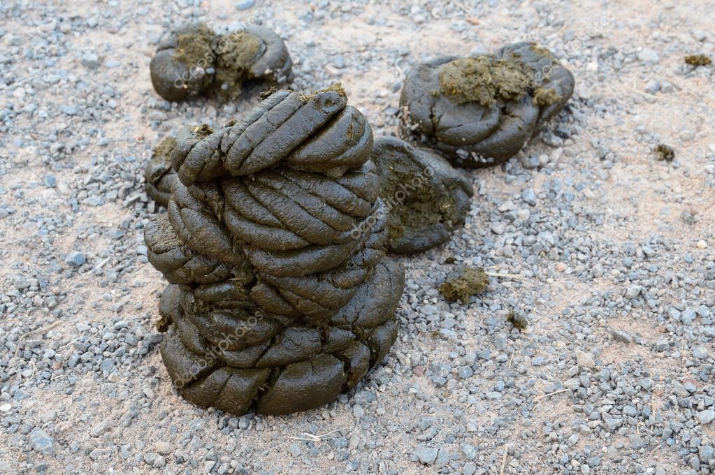 Cow dung on ground ⬇ Stock Photo, Image by © wissanustock 111771036