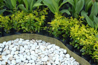 Bahçe - çalı ve taş