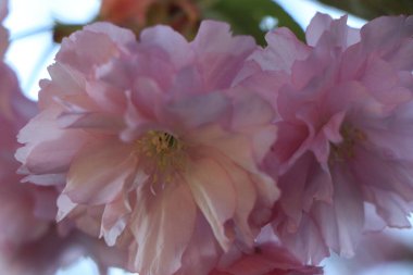 Bir çiçeğe yakın çekim