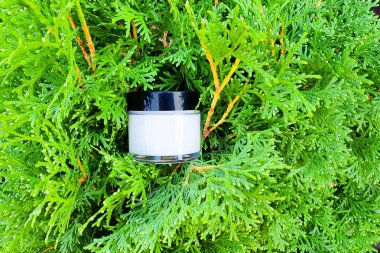 Cam kavanozda nemlendirici krem ve yeşil thuja arka planında siyah kapak. Üst görünüm, alanı kopyala.