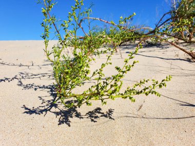 Bitkiler, kumsal kumu ve açık mavi gökyüzü