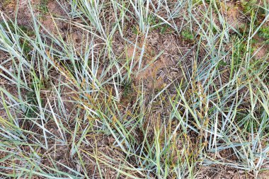 Deniz kıyısı çimen dokusunun üst görünümü