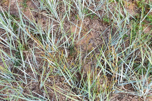 Top View Seashore Grass Texture — Stock Photo, Image