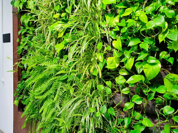 垂直园艺用植物拖 种植绿地 植物墙 天然绿色墙纸和背景 — 图库照片