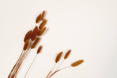 Lagurus ovatus. Fildişi masadaki kahverengi bitkiler. Üst görünüm, düz alan, yaşam tarzı.