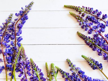 Beyaz ahşap arka planda mavi lupinlerden oluşan çiçek çerçevesi. Ürününüz veya metniniz için boş yer. Çiçek düzlüğü, üst görünüm.