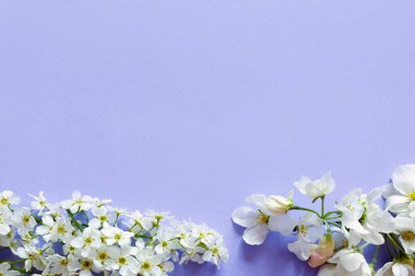 Mor arka planda küçük beyaz çiçeklerden oluşan çiçek çerçevesi. Mesaj ve güzellik ürününüz için yer. Düz yatıyordu