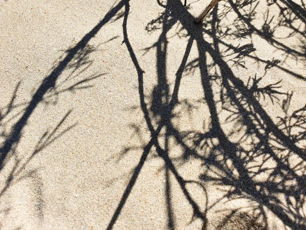 Трав Яна Тінь Піщаному Пляжі Вид Зверху Текстура — стокове фото
