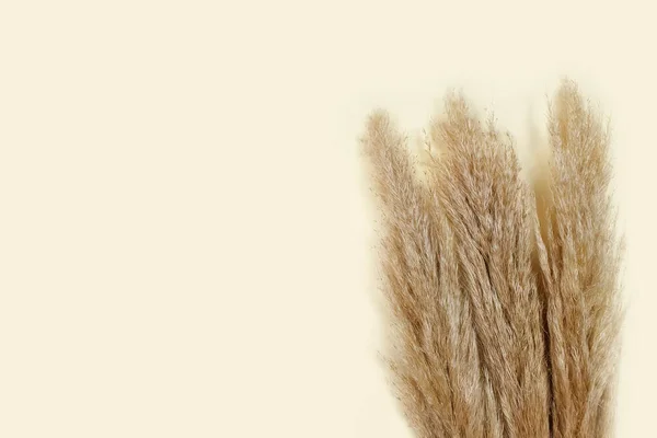 Cortaderia Grama Pampas Fundo Marfim Vista Superior Com Espaço Cópia — Fotografia de Stock