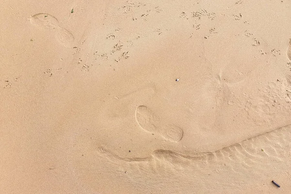 Птах Людські Сліди Піщаному Пляжі Вид Зверху Текстура Літній Фон — стокове фото