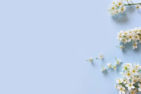 Małe Białe Wiosenne Kwiaty Niebieskim Tle Kwiatowa Ramka Lub Obramowanie — Zdjęcie stockowe