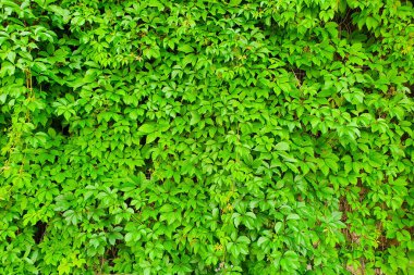 Üzüm desenli duvar arka planı. Partenosissus henryana 'nın yeşil çiti. Kızsal üzümlerin doğal arka planı. Ön görünüm