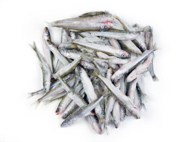 Fresh European smelt fishes. Deep frozen raw smelt fishes a lot with ice pieces isolated on white background. Top view, copy space. Osmerus eperlanus. clipart