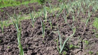 Green garlic plantation. Garlic plants in ground, seedlings. Wind sways garlic leaves.