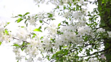 Blooming apple tree. Spring flowering of trees. Wind sways apple flowers and leaves.