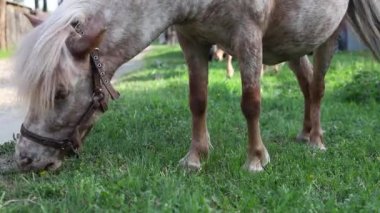 Brown pony eating green grass and shrugs off flies. Red haired little pony walks by. Closeup