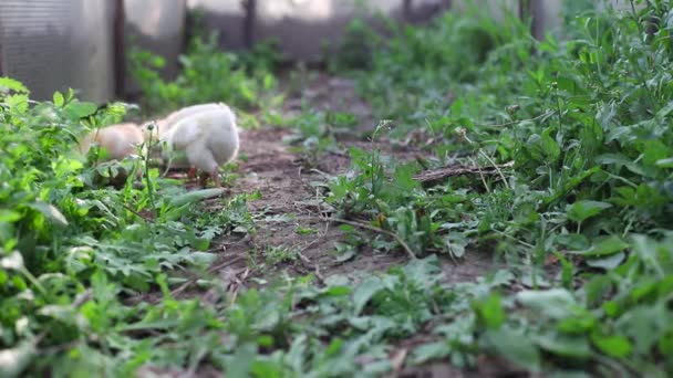 Three yellow small baby chicken chicks walk at eye level, peck at grass. Sunny day and ray of sunshine hits birds. Two weeks old chickens, front view. — Stockvideo