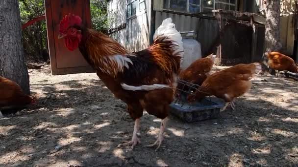 Large red brown white rooster pulls his neck and looks around. Chickens walk around. Portrait of cock, closeup, camera at eye level. — 비디오