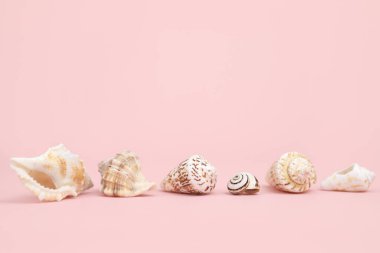 Different seashells line on pink background. Place for product presentation, cosmetics. Advertising display. Copy space, front view, summer flat lay.