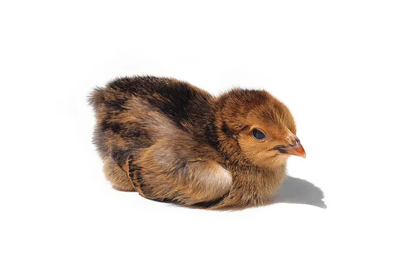 Mały Brązowy Kurczak Leżący Białym Tle — Zdjęcie stockowe