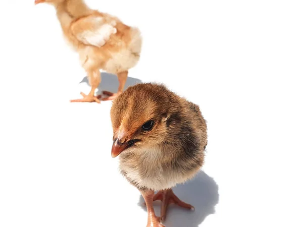 Ritratto Gallina Corrono Due Pollastrelle Due Pulcini Pollo Marroni Gialli — Foto Stock