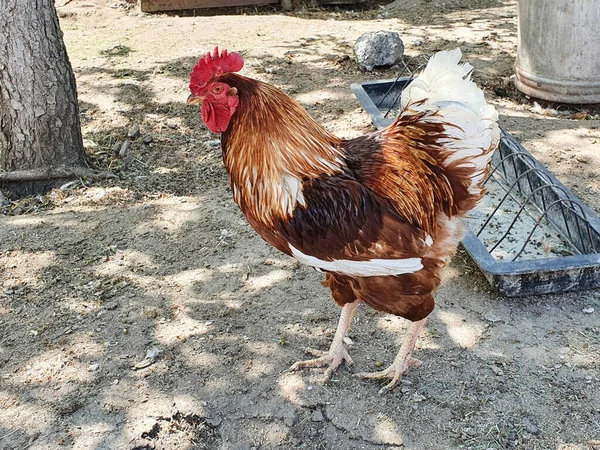 大きな赤い茶色の白い雄鶏は彼の首を引っ張り 周りを見回す コックの肖像 クローズアップ — ストック写真