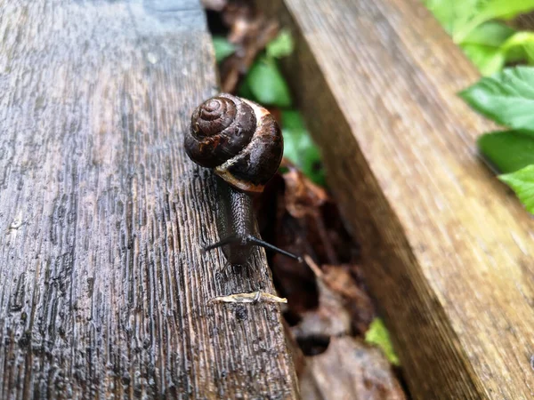 Caracol Deslizando Textura Madeira Molhada Macro Close Fundo Borrado Caracol — Fotografia de Stock