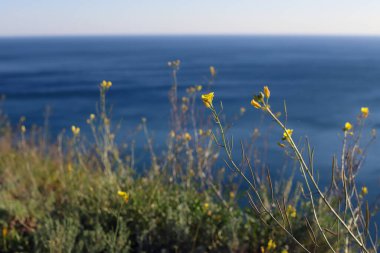 Mavi deniz zemininde çimen sarı çiçek, suyun yanında çiçek açan bitki. Seçici odak.
