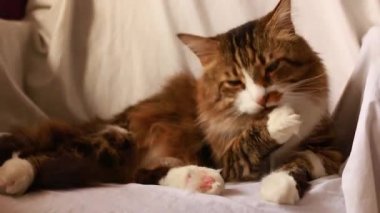 Yetişkin kedi kahverengi boyası. Dilimizle yüzümüzü yıkarız. Hafif bir arkaplanda. Sandalyede.. 
