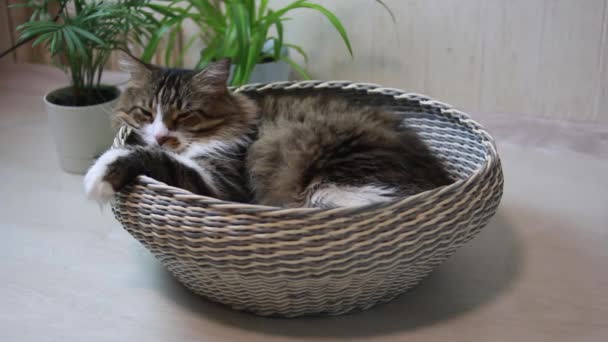 Un gato adulto, feliz y perezoso. Color marrón, esponjoso. Se acuesta en la canasta y bosteza. Se lava la cara con la lengua. El gato está en la cesta. Un gato perezoso. — Vídeos de Stock