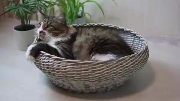 En vuxen, glad och lat katt. Brun färg, fluffig. Han ligger i korgen och gäspar. Tvättar ansiktet med tungan. Katten är i korgen. En lat katt. — Stockvideo