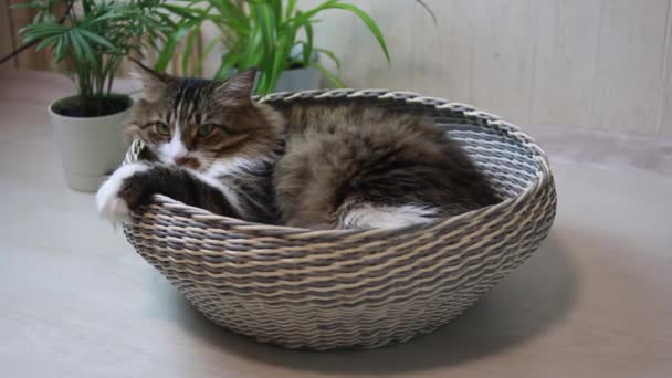 Een volwassen, gelukkige en luie kat. Bruin, pluizig. Hij ligt in de mand en geeuwt. Was zijn gezicht met zijn tong. De kat zit in de mand. Een luie kat.. — Stockvideo