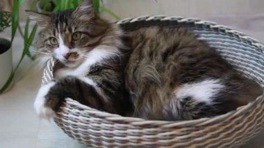 Yetişkin, mutlu ve tembel bir kedi. Kahverengi, tüylü. Sepete uzanıp esniyor. Diliyle yüzünü yıkar. Kedi sepetin içinde. Tembel kedi.. 