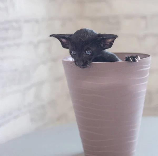 Un piccolo, adorabile gattino è seduto in un vaso di fiori. — Foto Stock