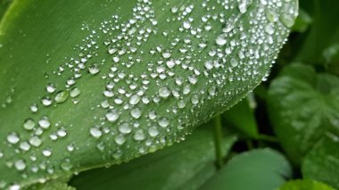 Bulanık bir efektle yeşil bir yaprağa yağmur damlaları. Dokular ve arkaplanlar için.