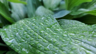 Bulanık bir efektle yeşil bir yaprağa yağmur damlaları. Dokular ve arkaplanlar için.
