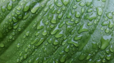 Bulanık bir efektle yeşil bir yaprağa yağmur damlaları. Dokular ve arkaplanlar için.