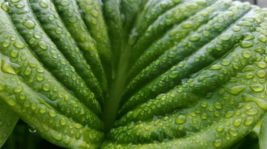 Bulanık bir efektle yeşil bir yaprağa yağmur damlaları. Dokular ve arkaplanlar için.