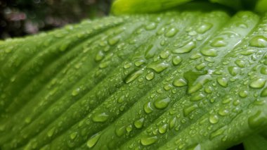 Bulanık bir efektle yeşil bir yaprağa yağmur damlaları. Dokular ve arkaplanlar için.
