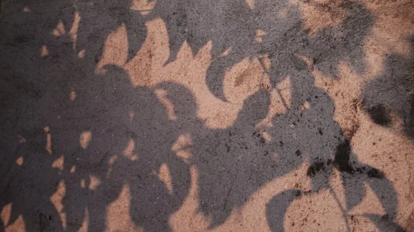 shadow of leaves on the wall at sunset
