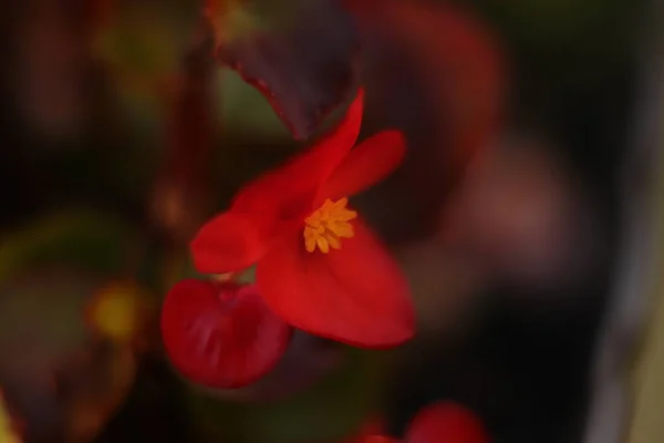 Czerwony Kwiatek Ogrodzie Malowniczym Tle — Φωτογραφία Αρχείου