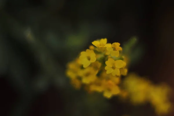 Jaskrawe Kwiaty Widziany Bliska Szarym Tle — Φωτογραφία Αρχείου