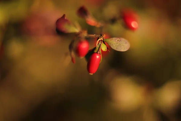 Malutkie Czerwone Owoce Bliska Wielkim Krzewie — Stock fotografie