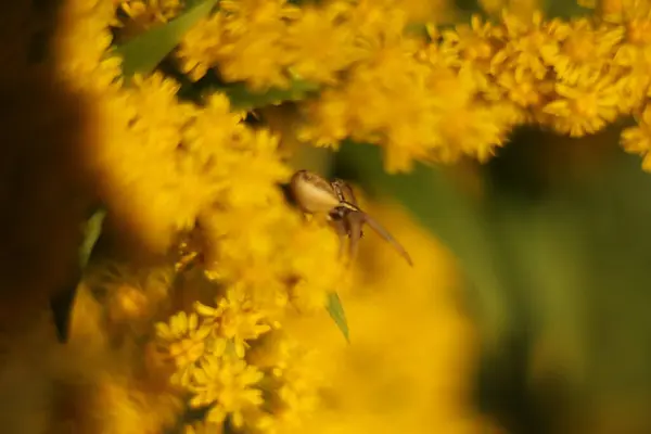 Zjawiskowy Viúva Insekta Bliska Jasnych Kwiatach Makro Obraz — Fotografia de Stock