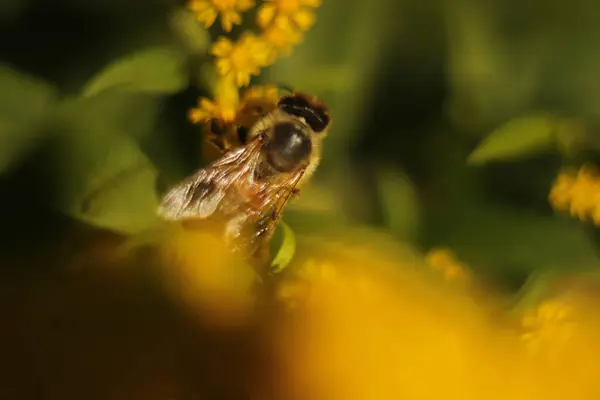 Viúva Super Makro Pracowitego Owada Jaskrawych Kwiatach — Fotografia de Stock