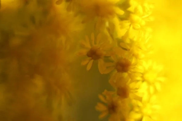 Jaskrawe Kwiaty Blasku Dnia Widziane Bliska — Stockfoto