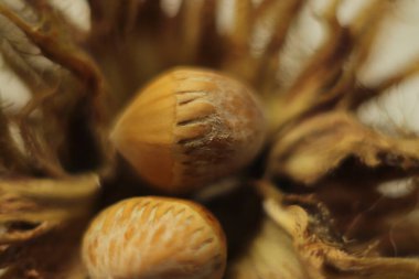 Widok z bliska orzecha laskowego super makro